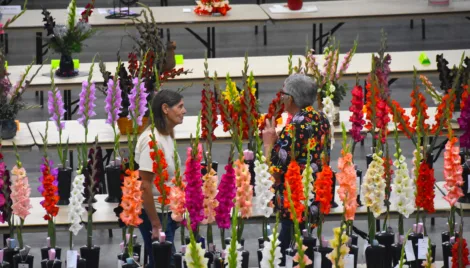 MN Gladiolus Society brings one-of-kind show to NU